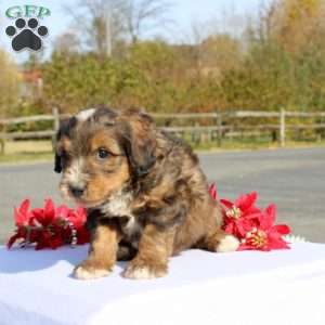 Kazumi, Mini Bernedoodle Puppy